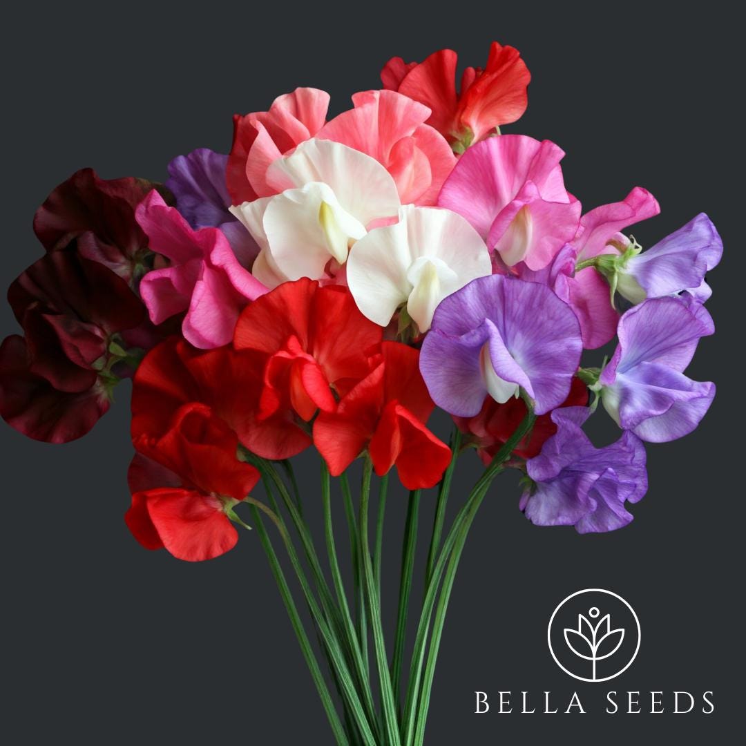 Sweet Pea Mammoth Mix