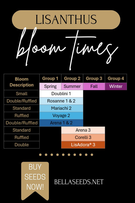 Lisianthus Corelli® II Pink