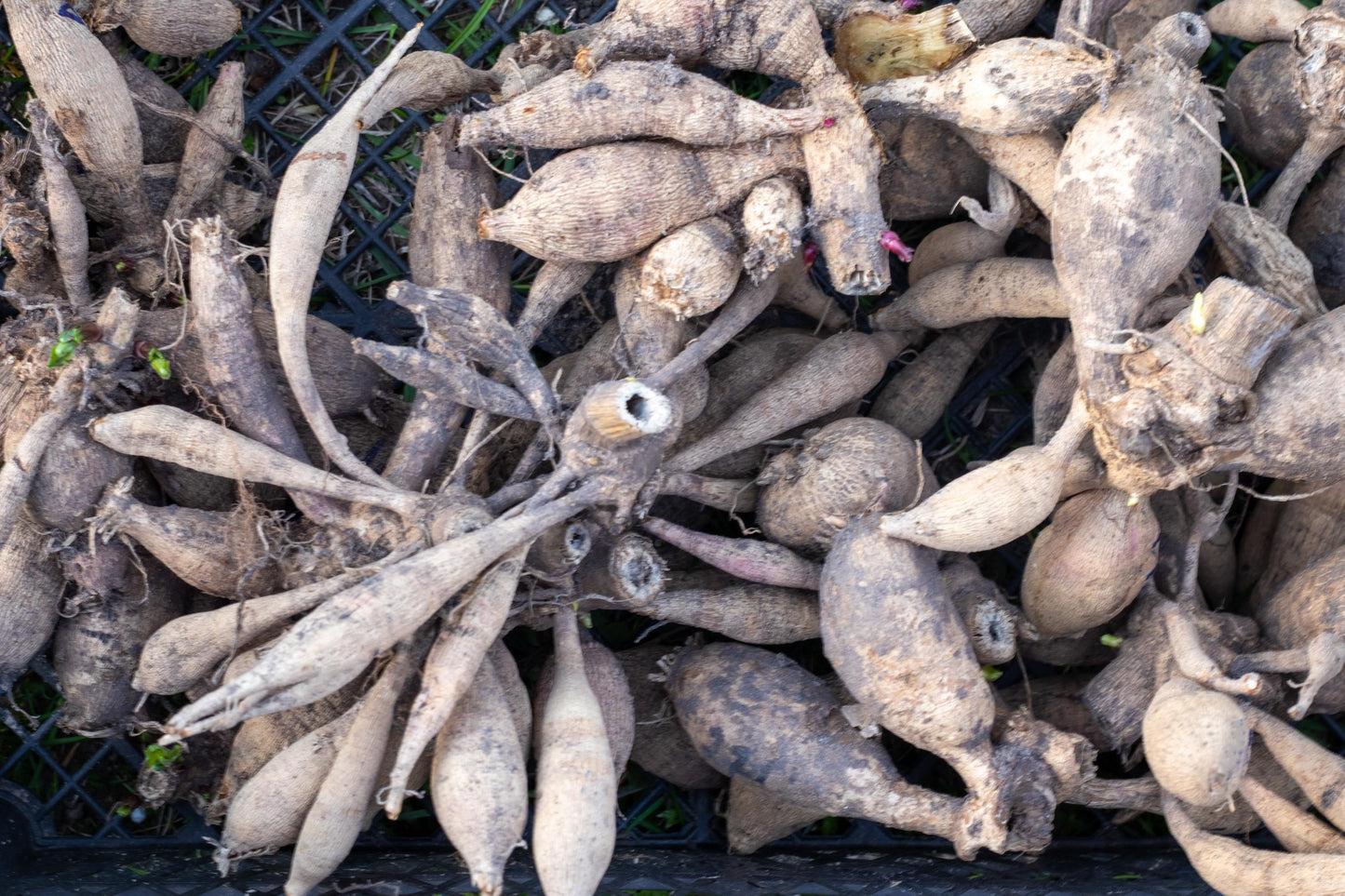 Crème de Cognac Dahlia Tubers, Dahlia Flower