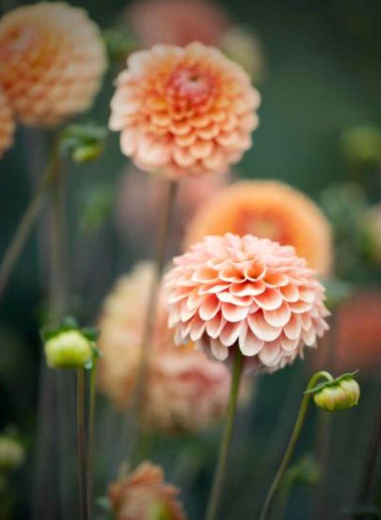 Peaches Dahlia Tubers, Ball Dahlia, Dahlia Flower