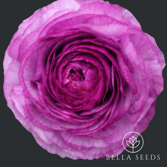 Ranunculus Romance Loubeyres