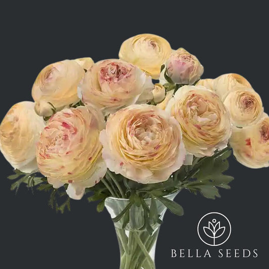 Romance Hydra Ranunculus Corms