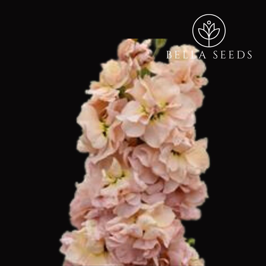 Stock Column Apricot