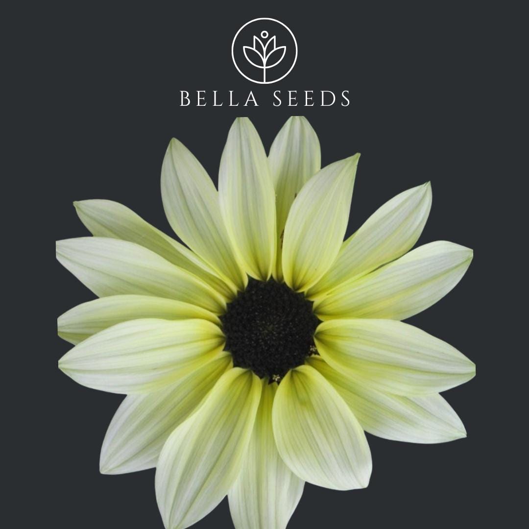 Sunflower Vanilla Ice