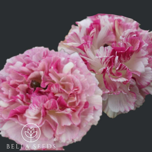 Ranunculus Brushmark Cesar