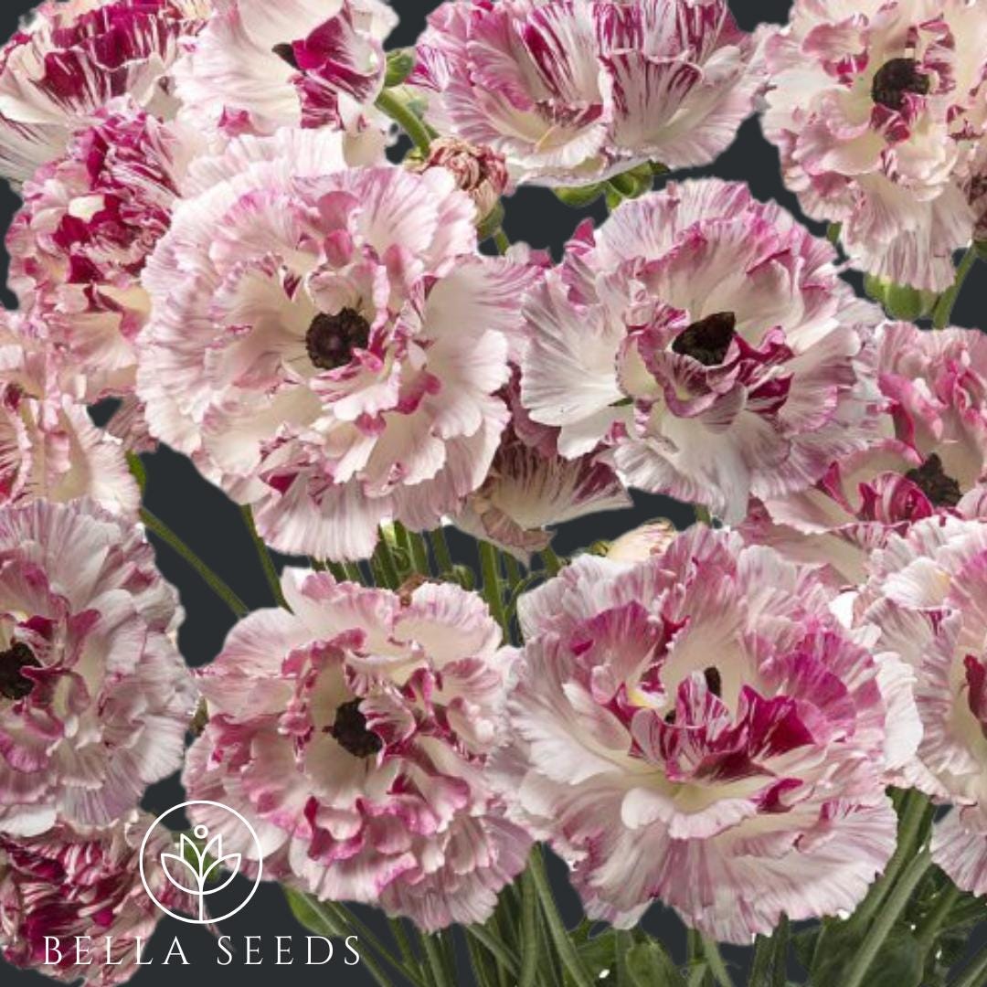 Brushmark Cesar Ranunculus Corms, Ranunculus Corms, Persian Buttercups