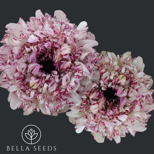 Brushmark Seti Ranunculus Corms