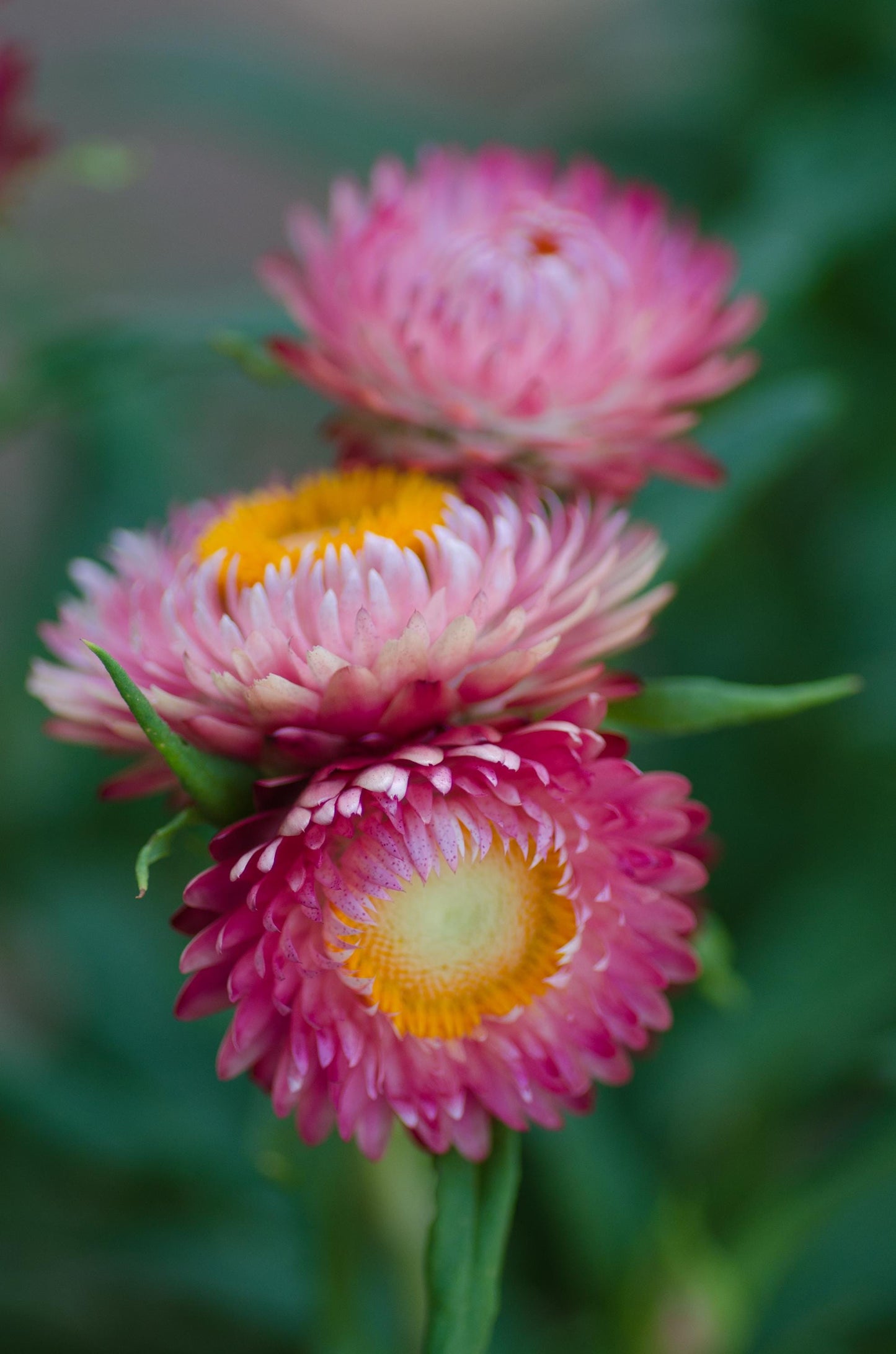 Strawflower King Size Bright Rose