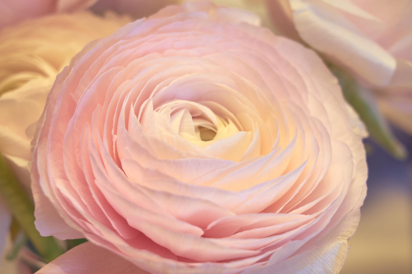 Ranunculus Clone Ginette