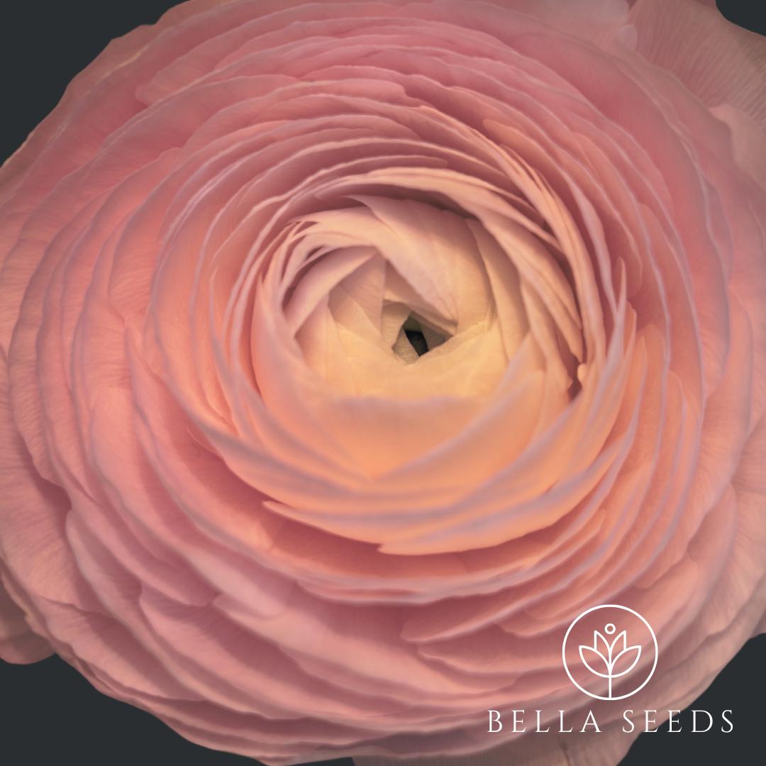 Half Clone Marshmallow Ranunculus Corms, 5-6cm, Ranunculus Corms, Persian Buttercups
