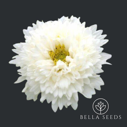 Cosmos Double Click Snow Puff