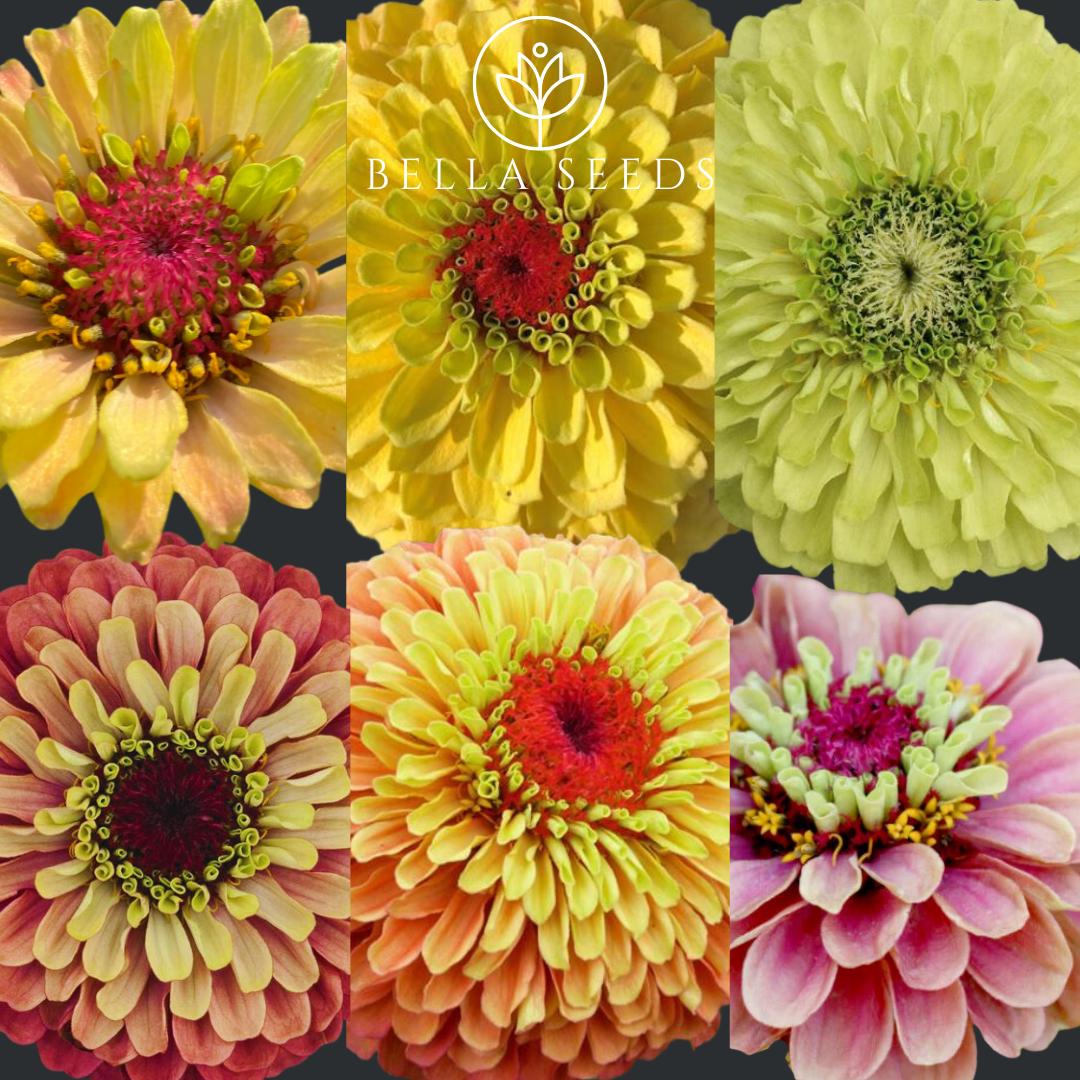 Zinnia Queen Mix