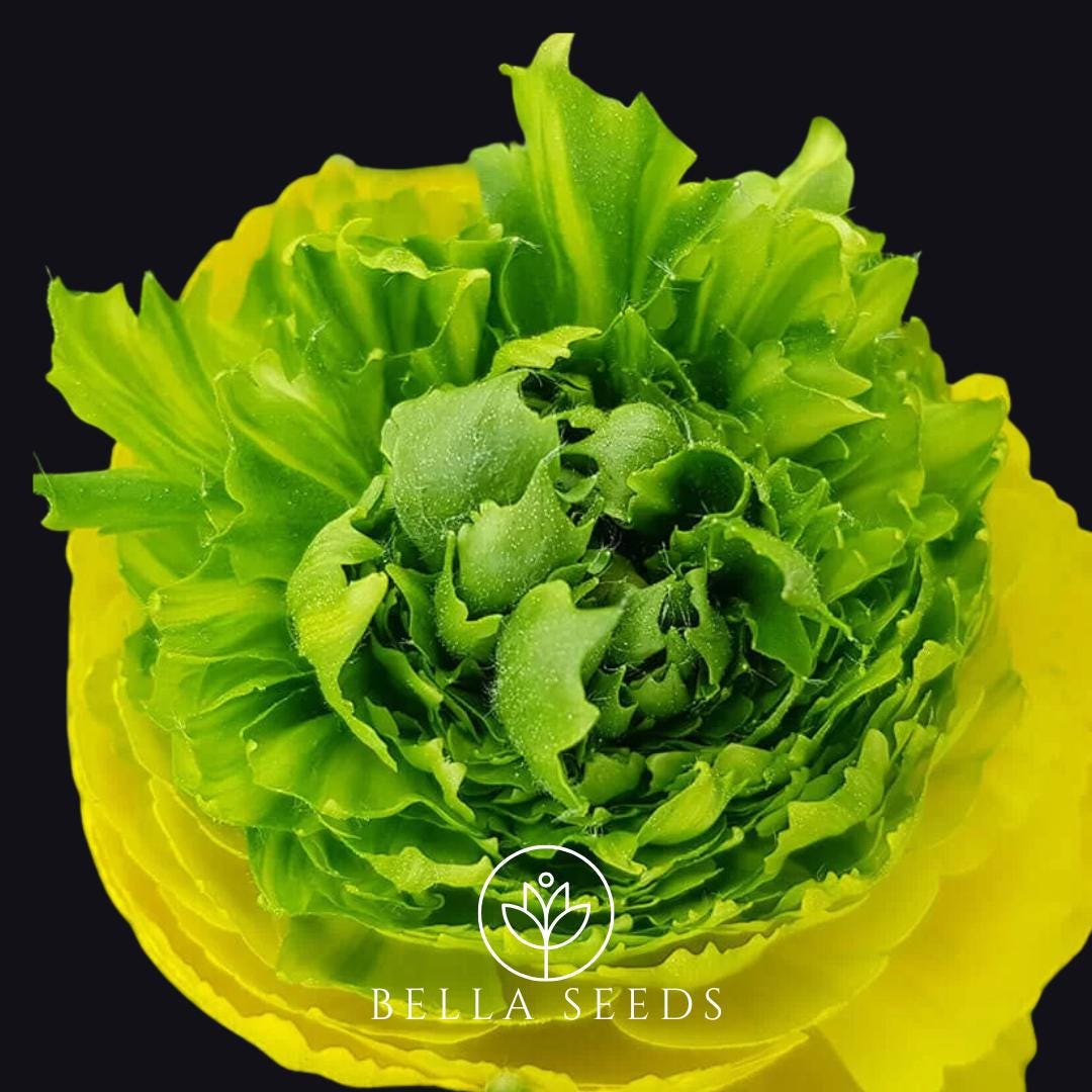 Ranunculus Super Greens Gold