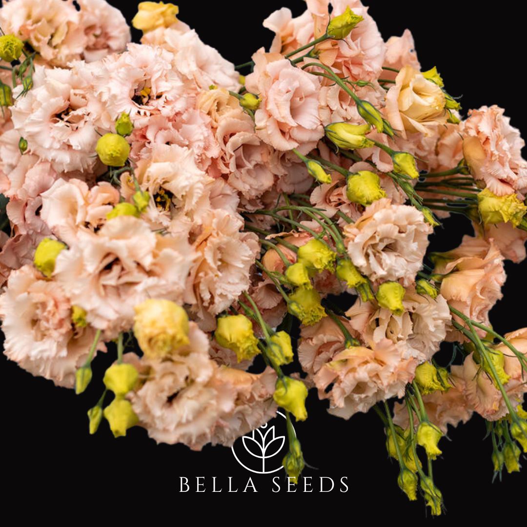 Lisianthus Voyage 2 Light Apricot