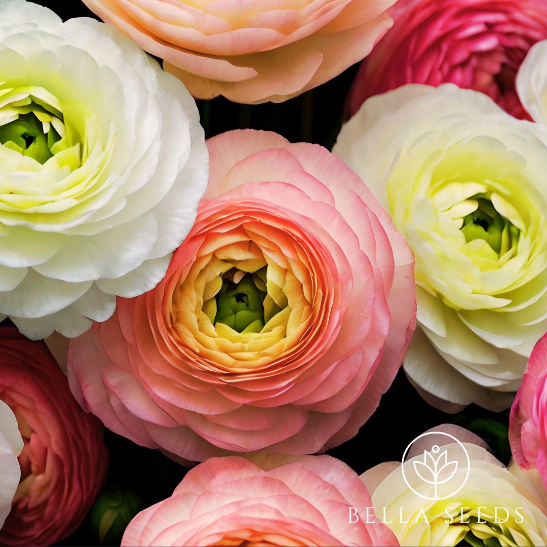 Tecolote Pastel mix Ranunculus Corms, 6-7 cm,Ranunculus Corms, Persian Buttercups, Flower Bulbs