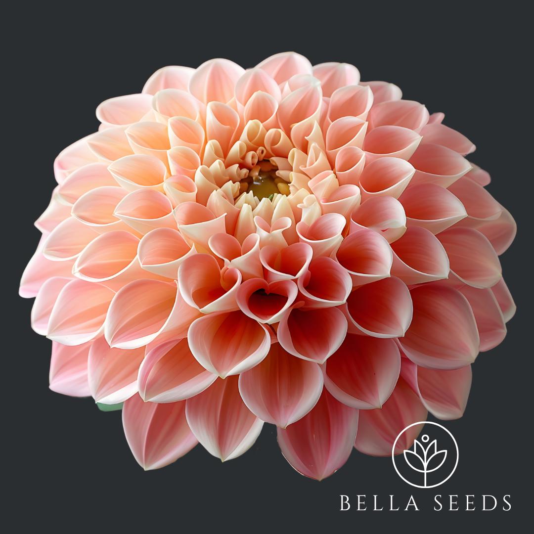 Peaches Dahlia Tubers, Ball Dahlia, Dahlia Flower