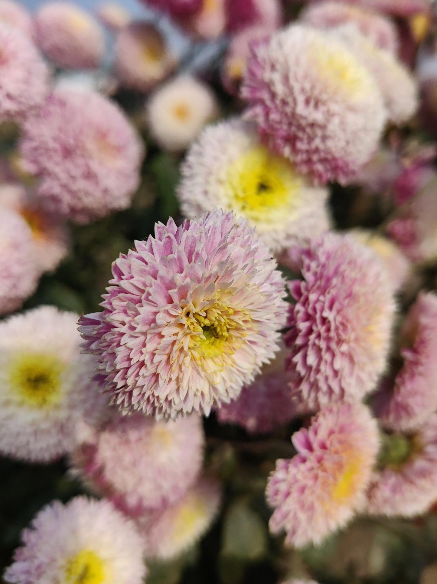 Aster Bonita Shell Pink