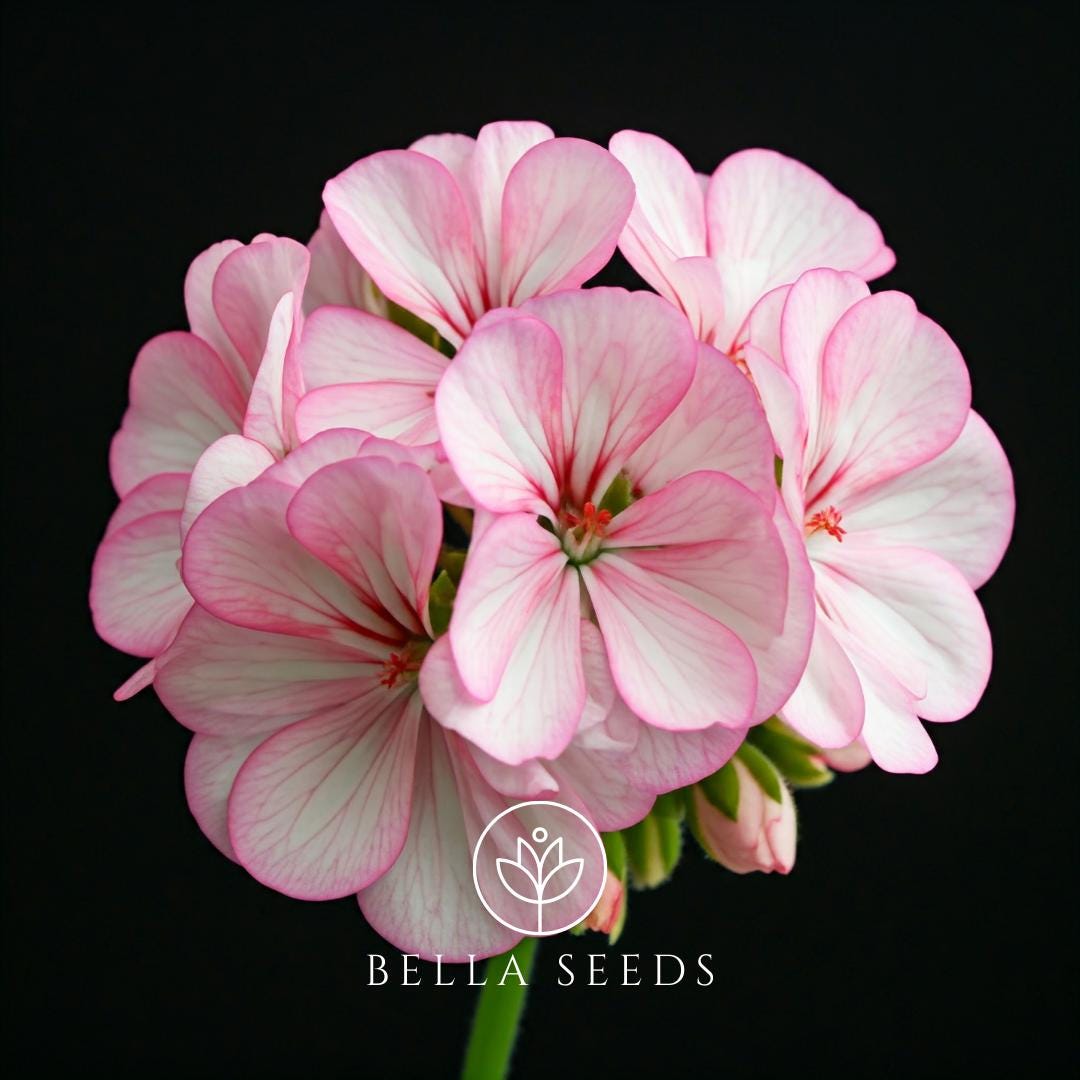Geranium Maverick Abbleblossom