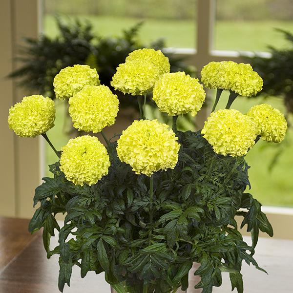 Marigold Nosento Limegreen