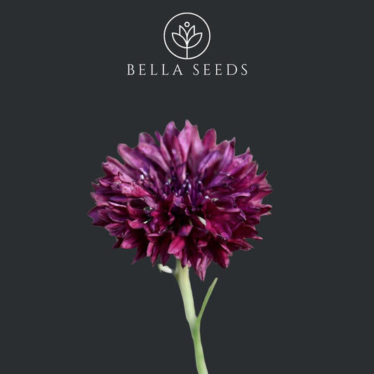 Bachelors Button Black Magic