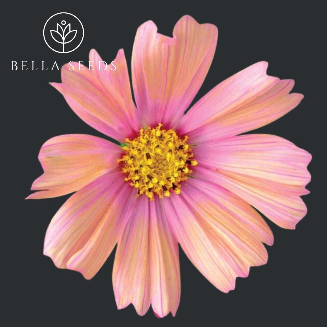 Cosmos Apricot Lemonade