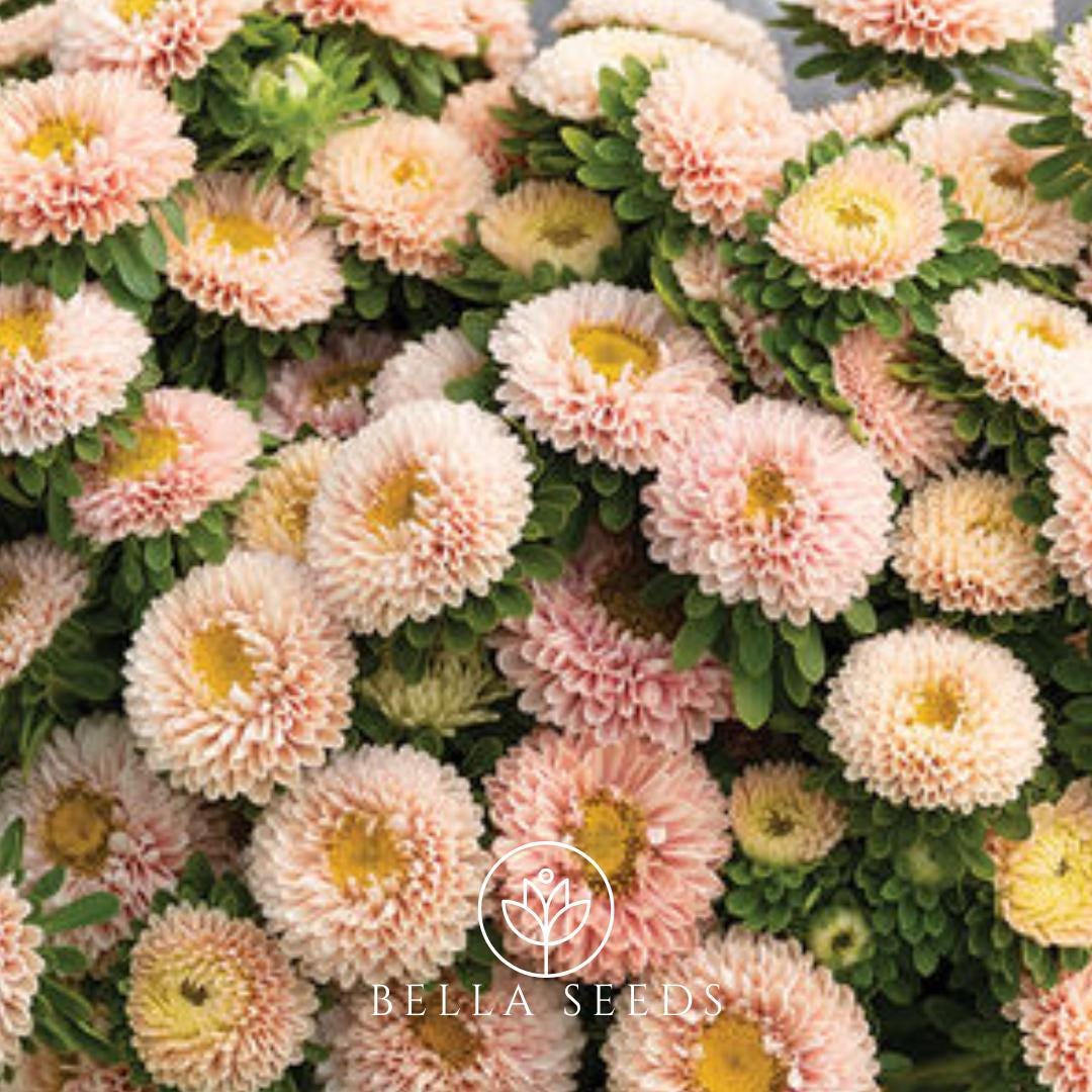Aster Matsumoto Apricot
