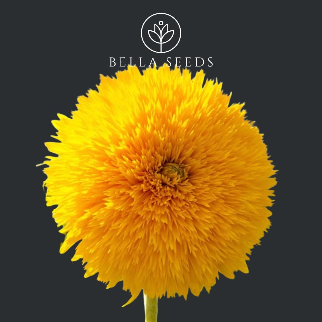 Sunflower Teddy Bear