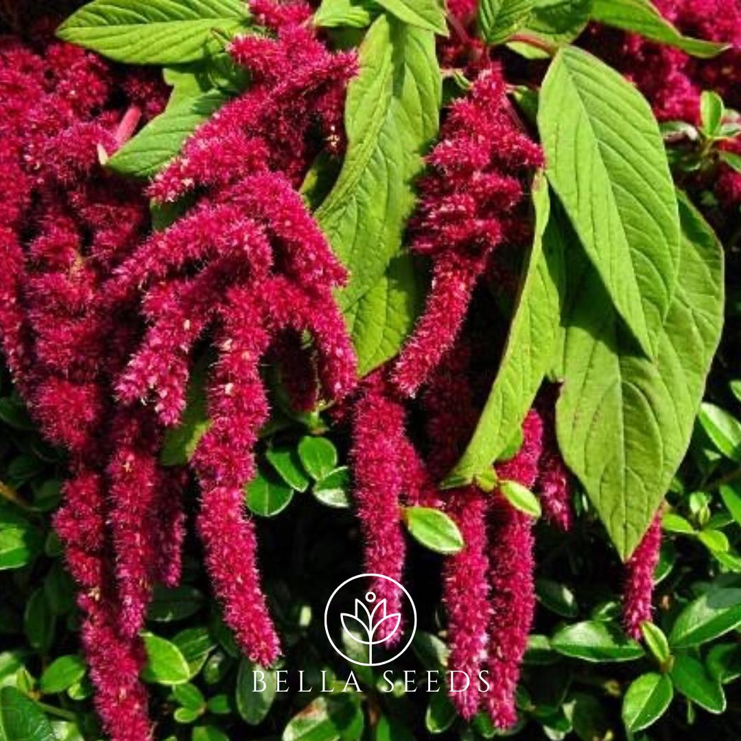 Love Lies Bleeding 50+ Seeds, Amaranthus caudatus