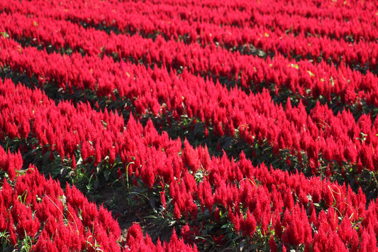 Celosia Forest Fire