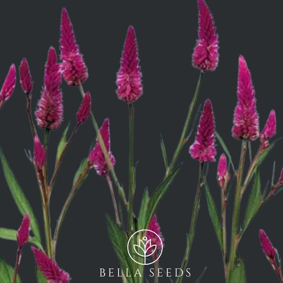 Celosia Roseberry Parfait