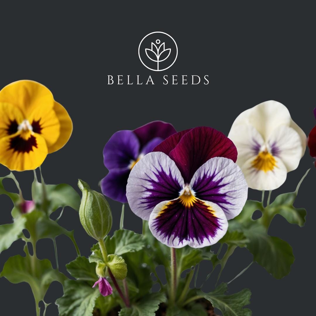 Viola Aalsmeer King Size Mix