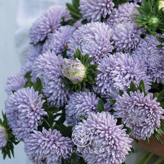 Aster Lady Coral Lavender