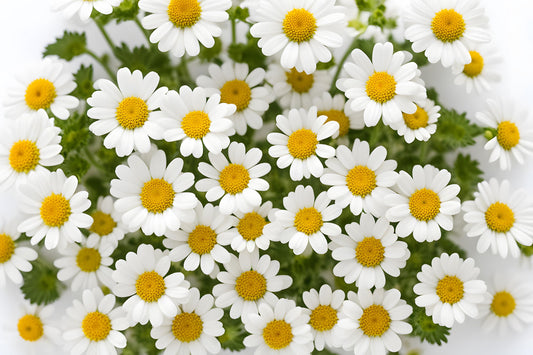 Feverfew Magic Single