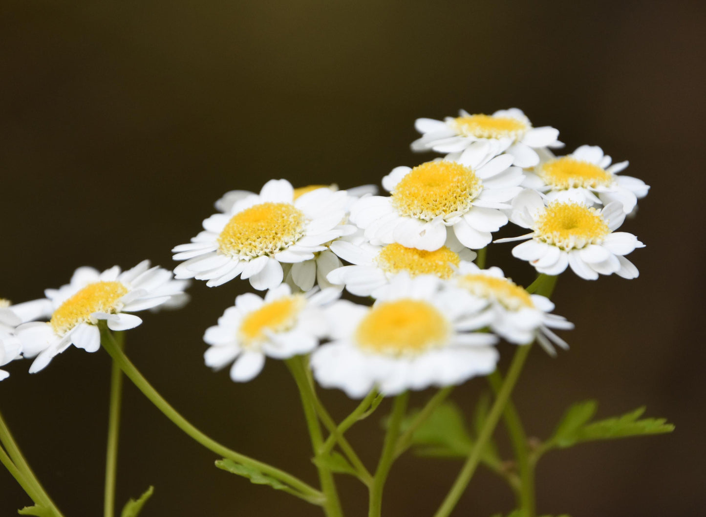 Feverfew Magic Single