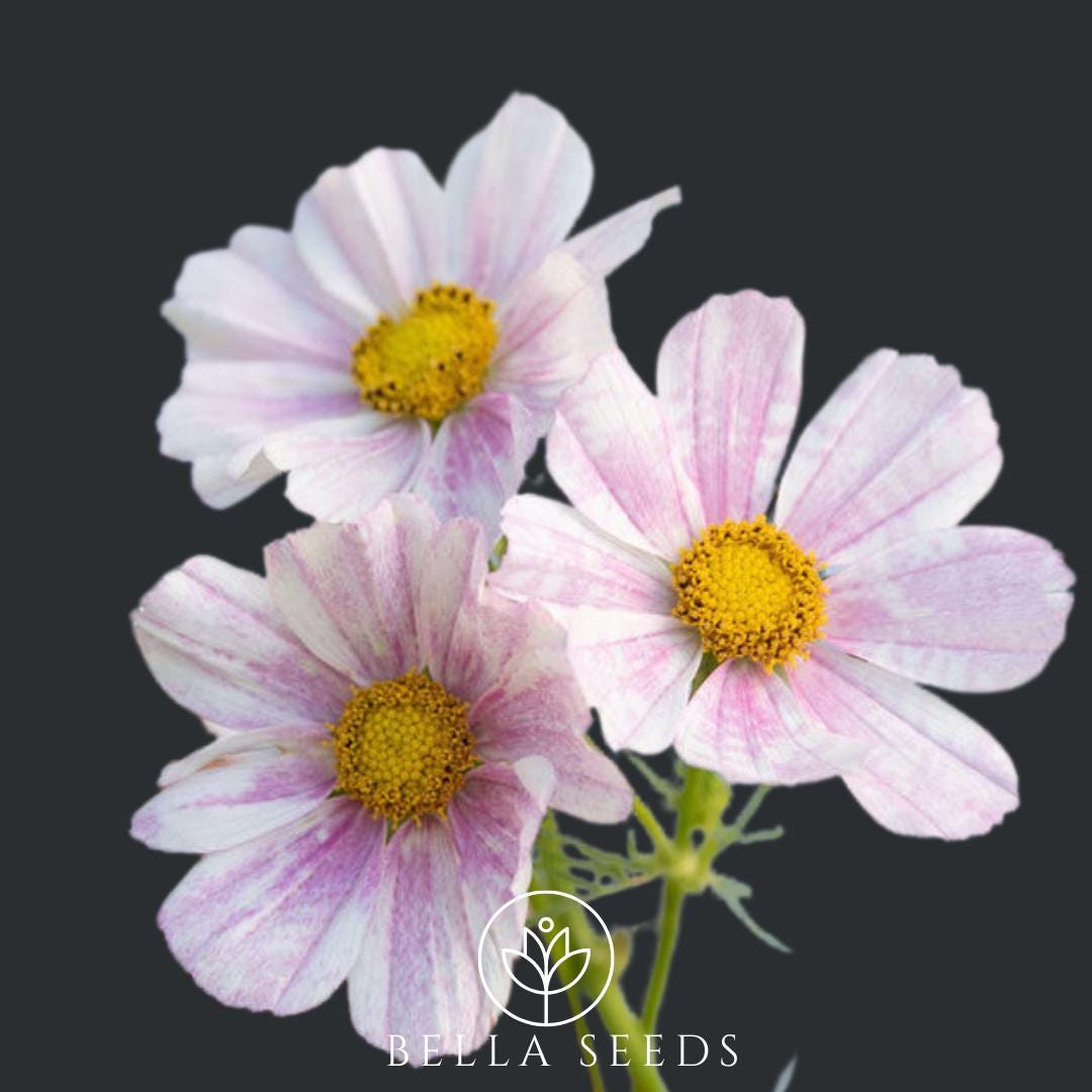 Cosmos Versailles Flush