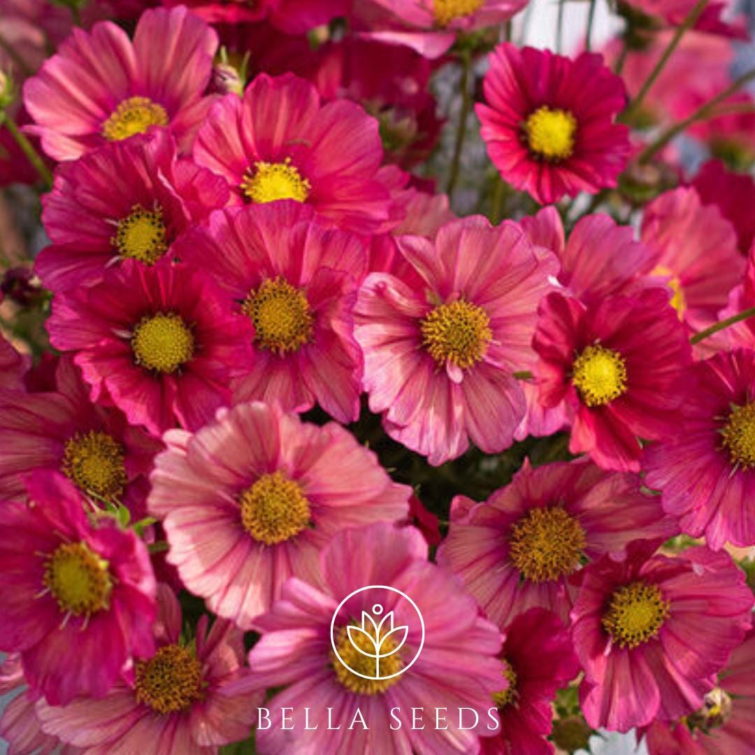 Cosmos Xsenia Seeds