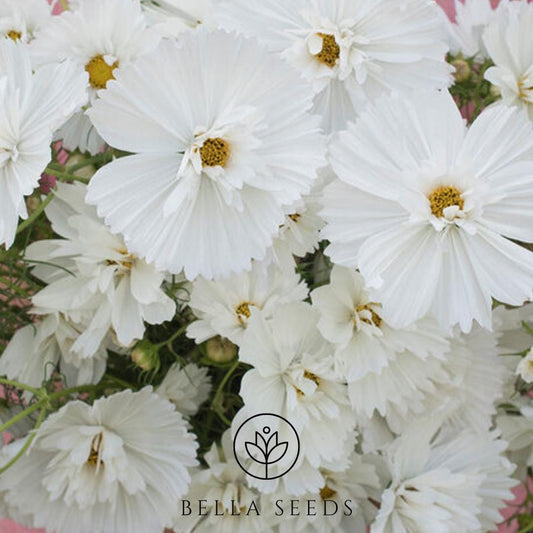 Cosmos Fizzy White Seeds