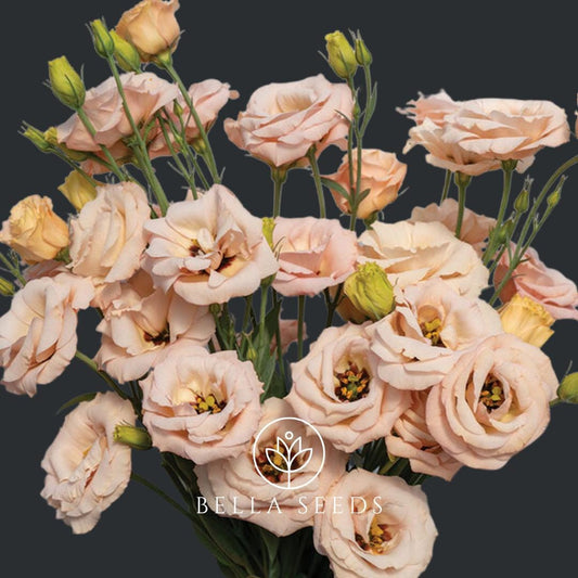 Lisianthus Lisadora® Apricot III