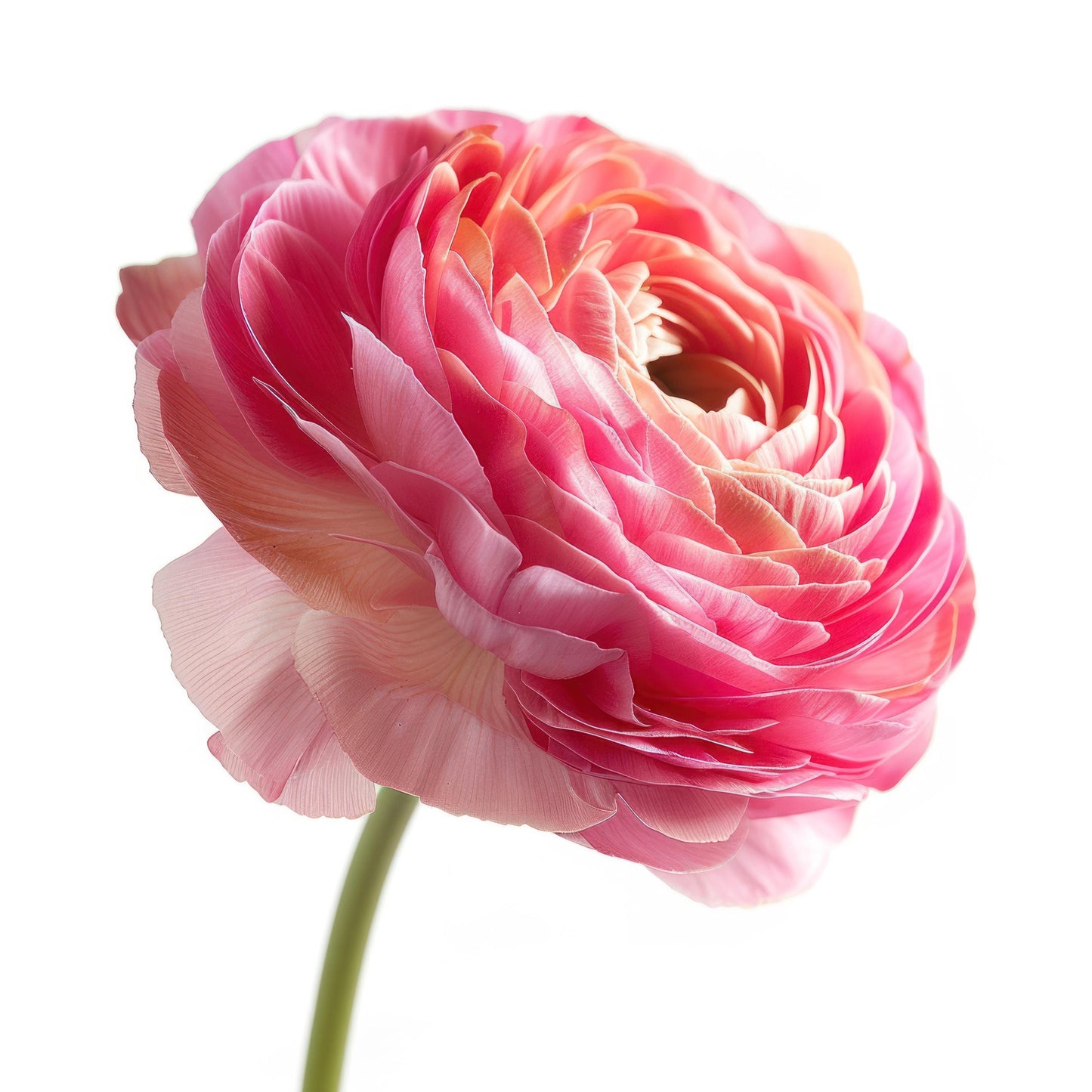 Amandine Pastel Pink Ranunculus Corms, Ranunculus Corms, Persian Buttercups