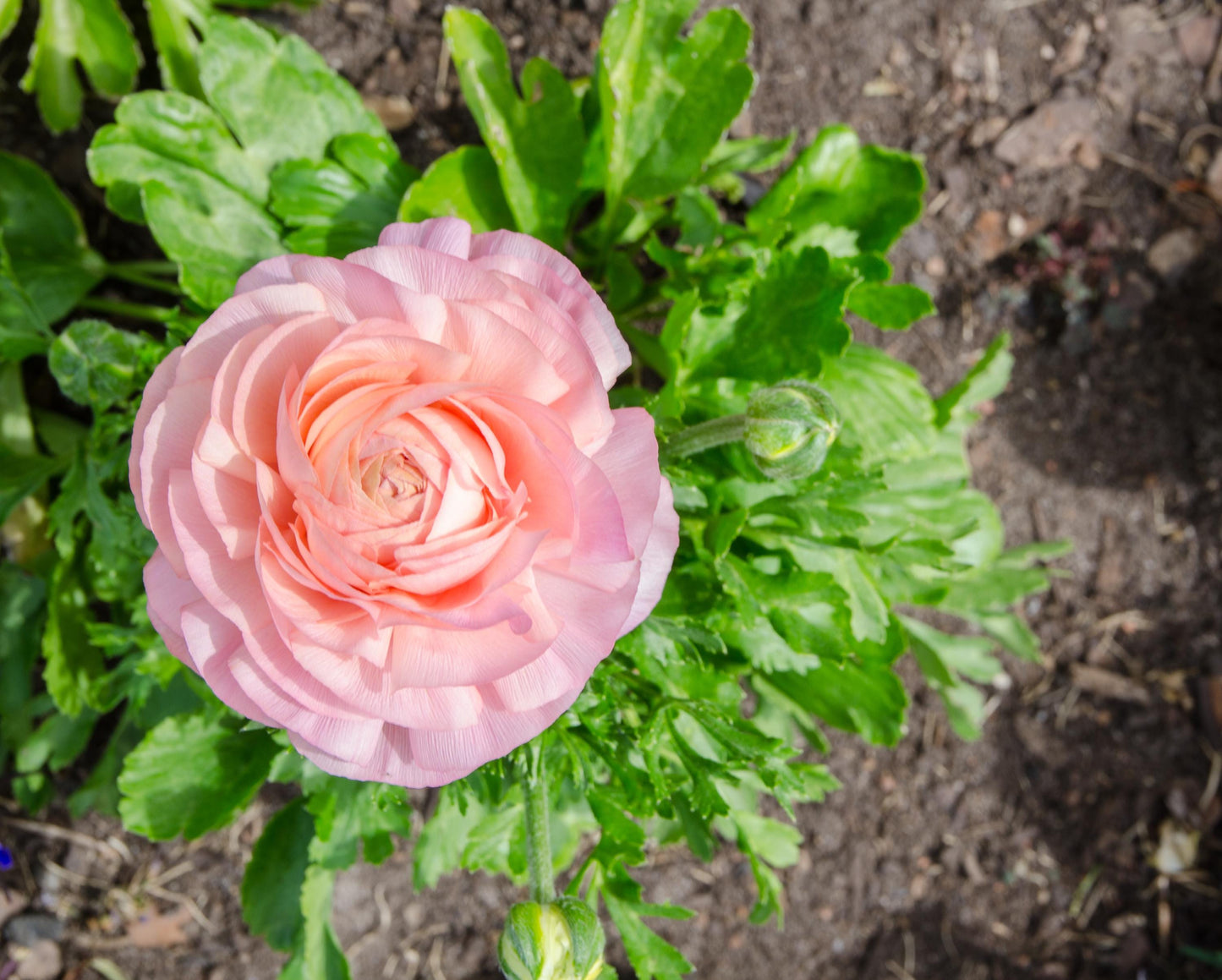 Amandine Pastel Pink Ranunculus Corms, Ranunculus Corms, Persian Buttercups