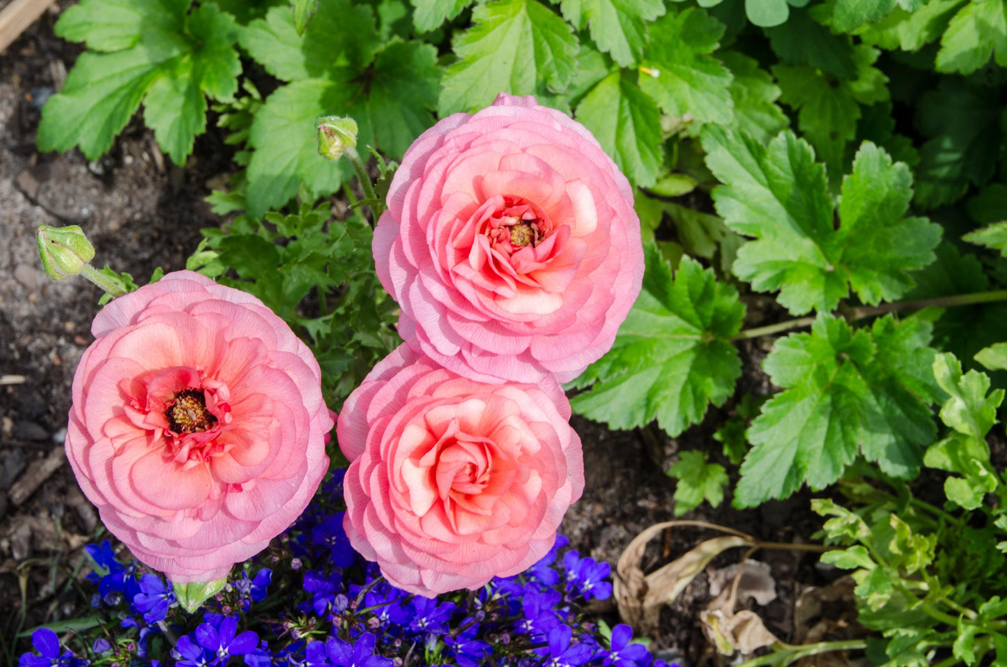 Amandine Pastel Pink Ranunculus Corms, Ranunculus Corms, Persian Buttercups