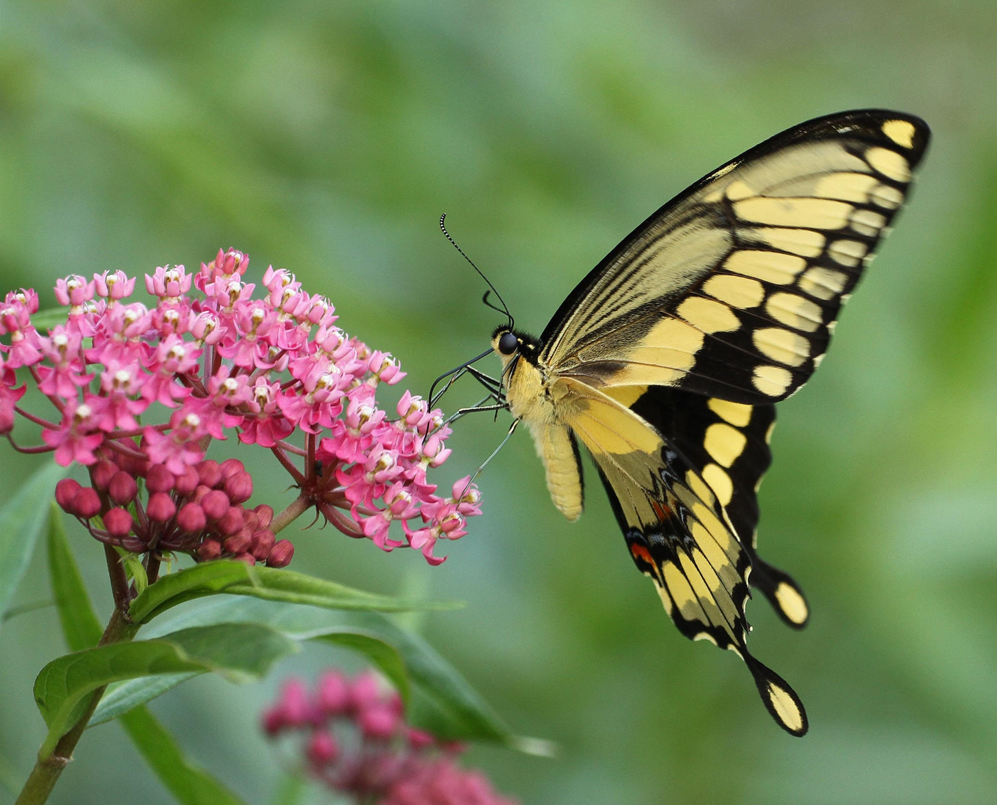Pollinator Garden Seed Flower - 7 Flower Seeds - Attracts Bees and Butterflies - Garden Gift
