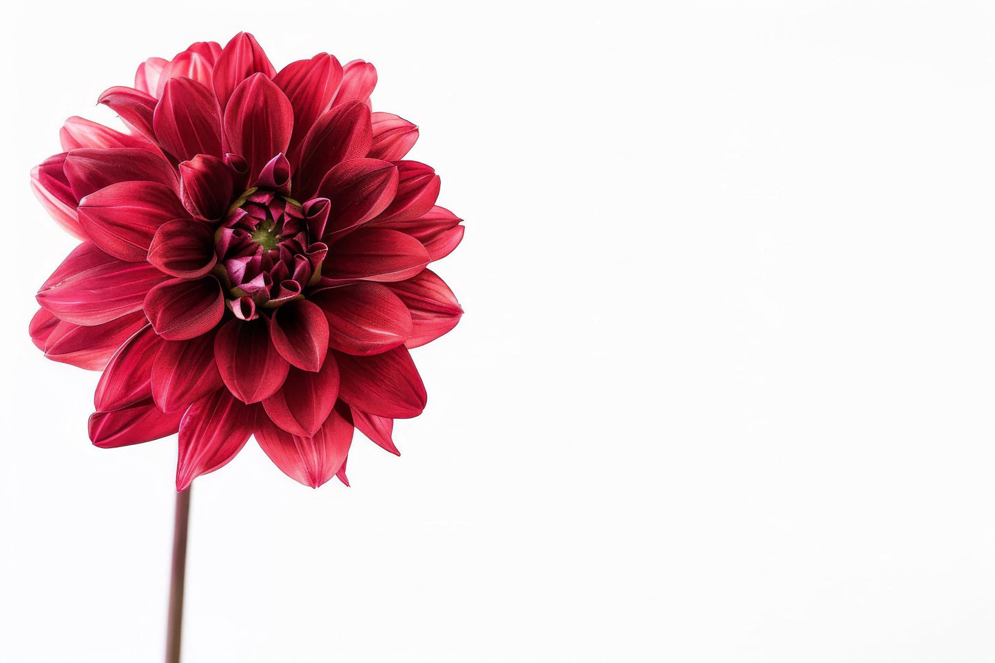 Painted Black Dahlia Tubers, Ball Dahlia, Dahlia Flower, dark Red dahlia flower