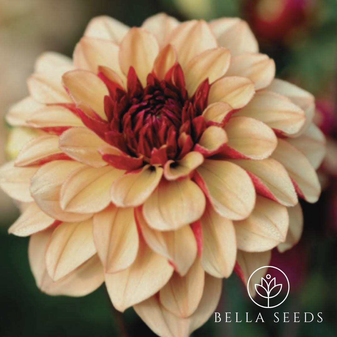 Crème de Cognac Dahlia Tubers, Dahlia Flower