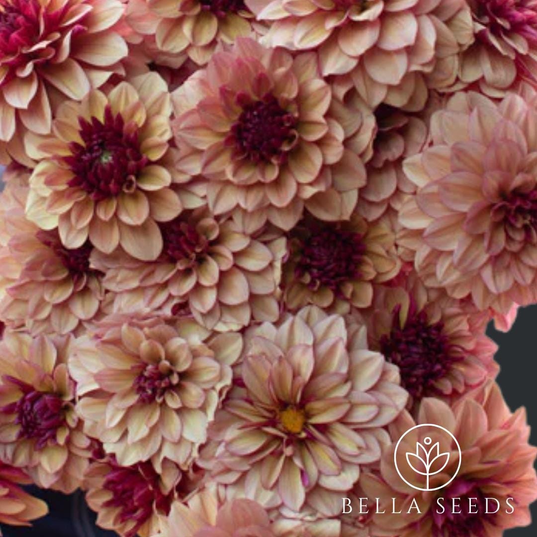 Crème de Cognac Dahlia Tubers, Dahlia Flower