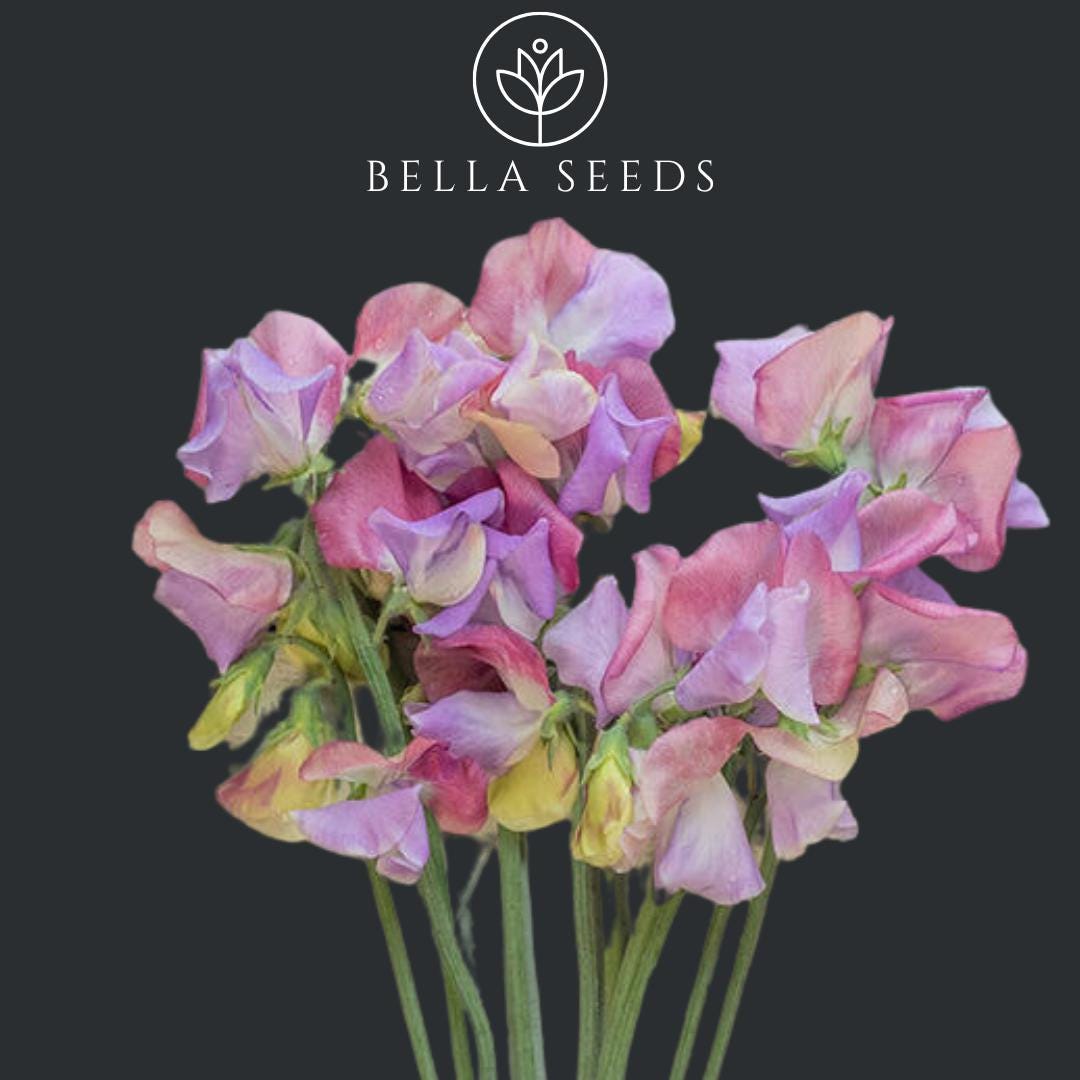 Enchante Sweet Pea Seeds, 10+ seeds, Lathyrus odoratus