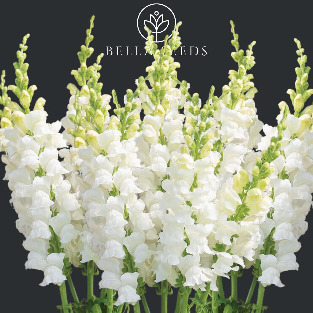 Snapdragon Costa Midly White