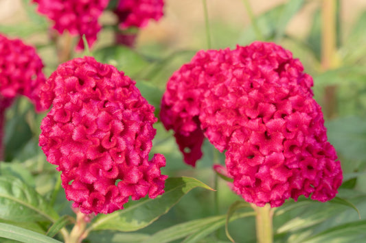 Celosia Toreador