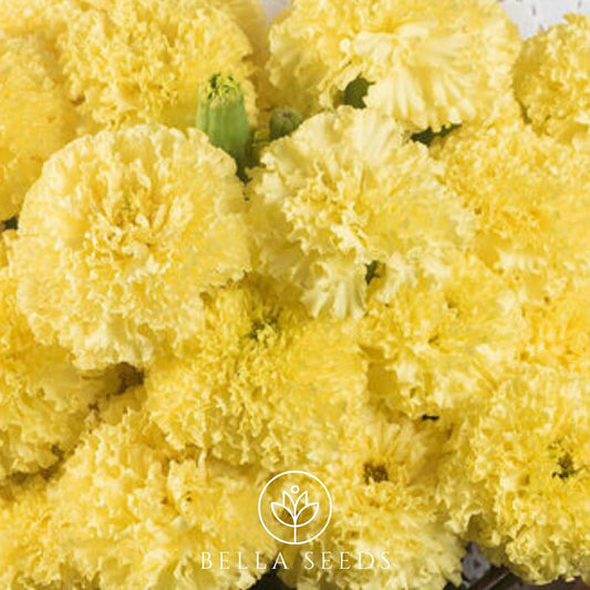 Marigold Nosento Limegreen