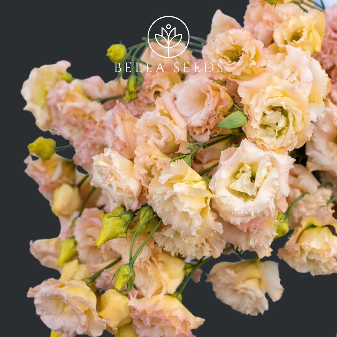 Lisianthus Voyage 2 Champagne